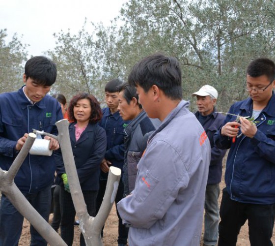 公司從產(chǎn)業(yè)鏈起始端著手，引進(jìn)良種優(yōu)苗，繁育基地苗圃，優(yōu)化樹(shù)種，以?xún)?yōu)質(zhì)的橄欖樹(shù)苗為生產(chǎn)特級(jí)初榨橄欖油提供基礎(chǔ)保障。在以自建萬(wàn)畝國(guó)家標(biāo)準(zhǔn)化油橄欖..