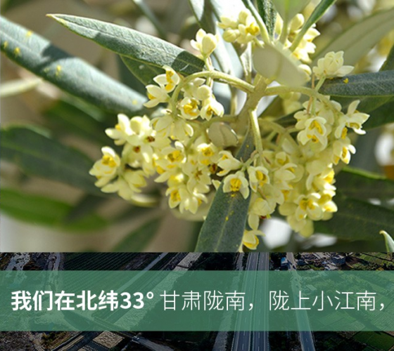 武都的氣候、土壤等與地中海沿岸極其相似，同處于世界頂級(jí)油橄欖黃金生產(chǎn)帶（32°58--33°36）年平均氣溫為14.7°，年日照時(shí)數(shù)1911..